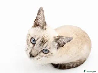Bengal cats 🐆F6 Pedigree Bengal Kittens | TICA Registered - Advert 6