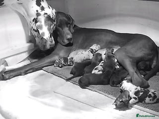 Great Dane dogs 12x healthy Great Dane puppies - Advert 1