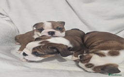 English Bulldog dogs for sale: Champion English bulldogs - Image 25