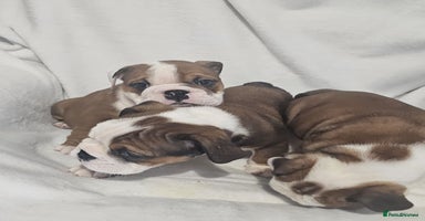 English Bulldog dogs - Advert 2