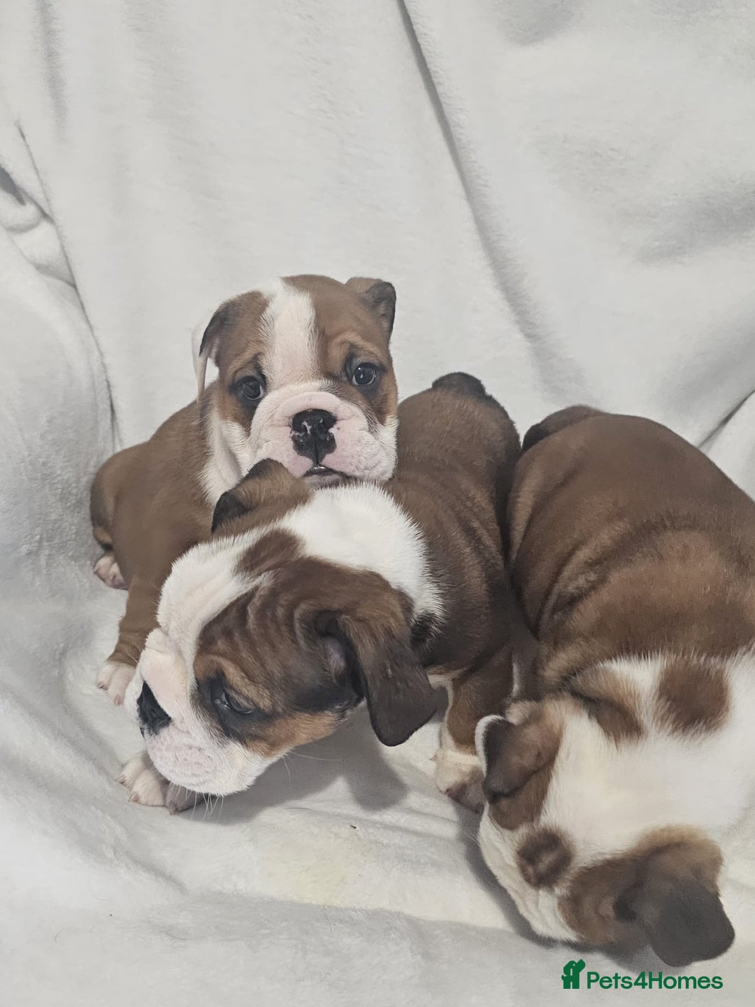 English Bulldog dogs for sale: Champion English bulldogs - Image 25