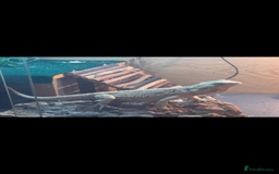 Bearded Dragon reptiles for sale: Make bearded dragon  - Advert 2