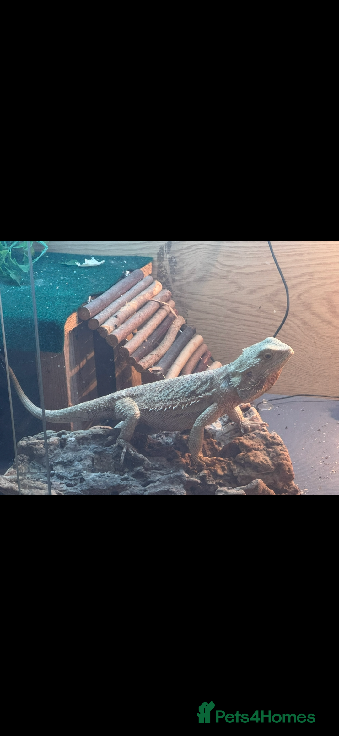 Bearded Dragon reptiles for sale: Make bearded dragon  - Advert 2