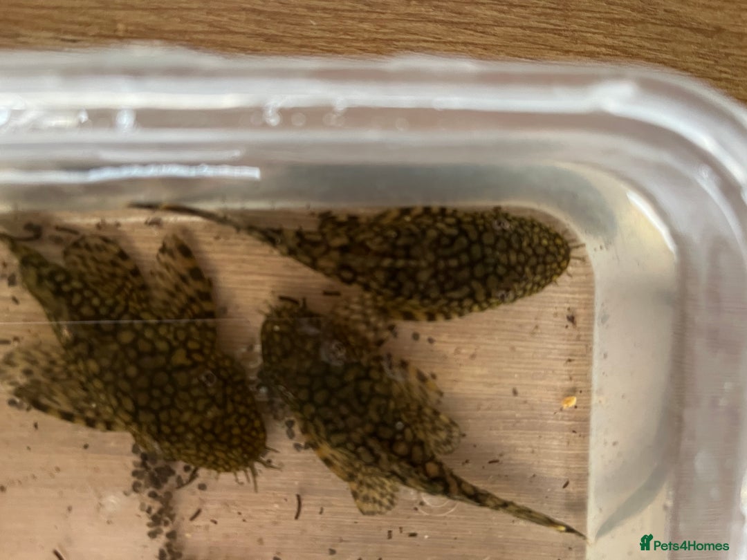 Plecos fish for sale: Wabenmuster Pleco adult pair in Horsham - Image 3