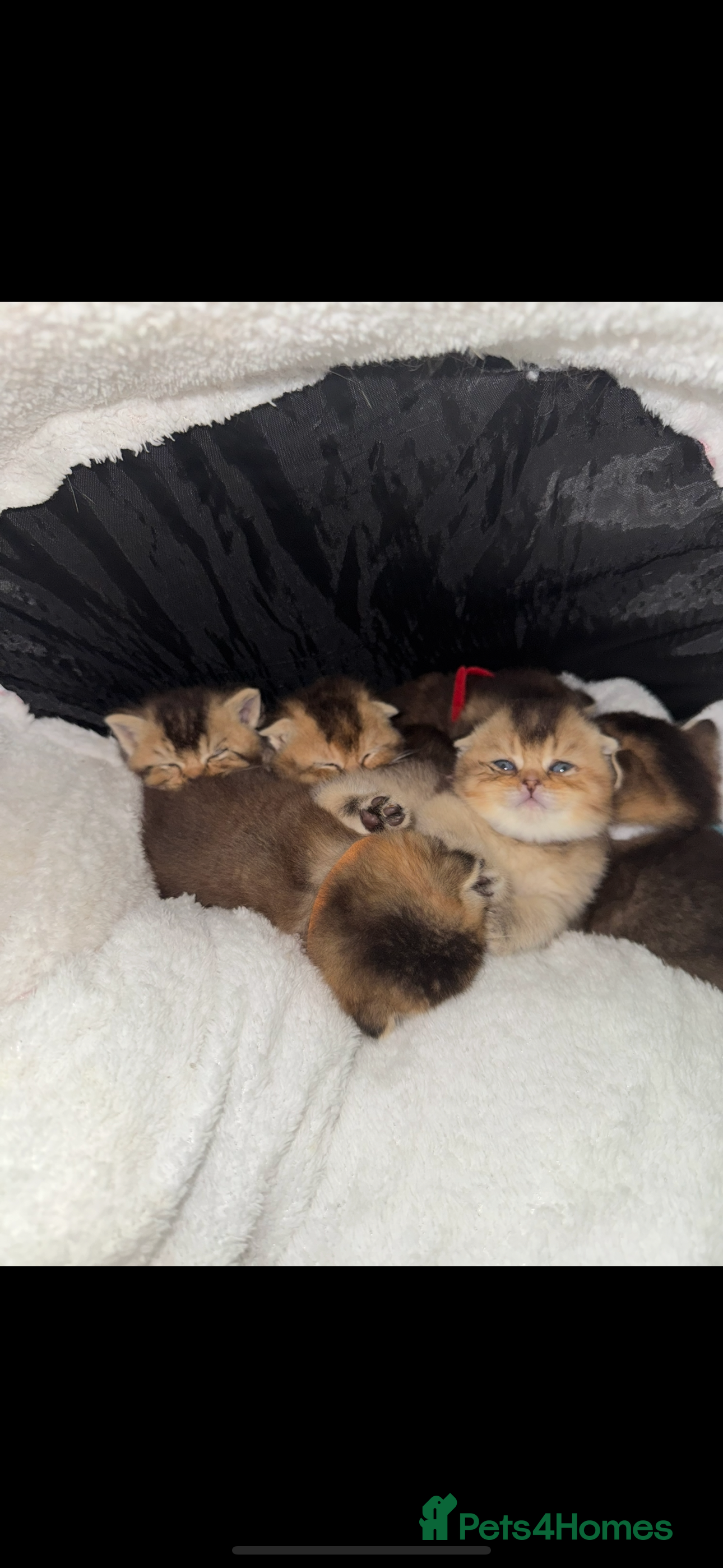 Scottish Fold cats Scottish fold and British shorthair kittens £400 - Advert 2