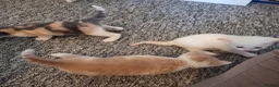 Mixed Breed cats for sale: Haggis, Neeps and Tatties! - Advert 4