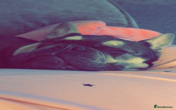 French Bulldog dogs for sale: Pedigree French Bulldog  - Image 7