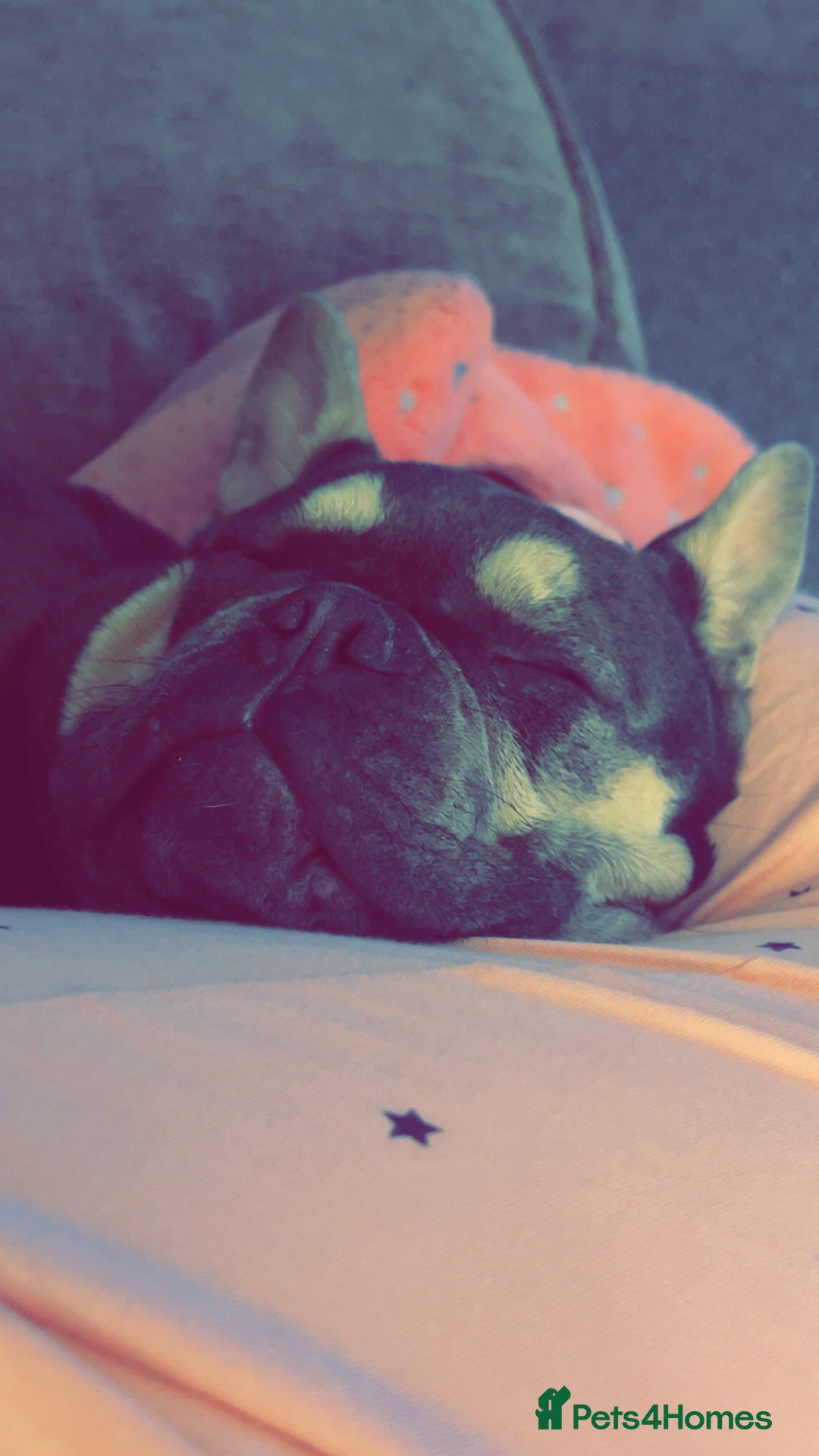 French Bulldog dogs for sale: Pedigree French Bulldog  - Image 7