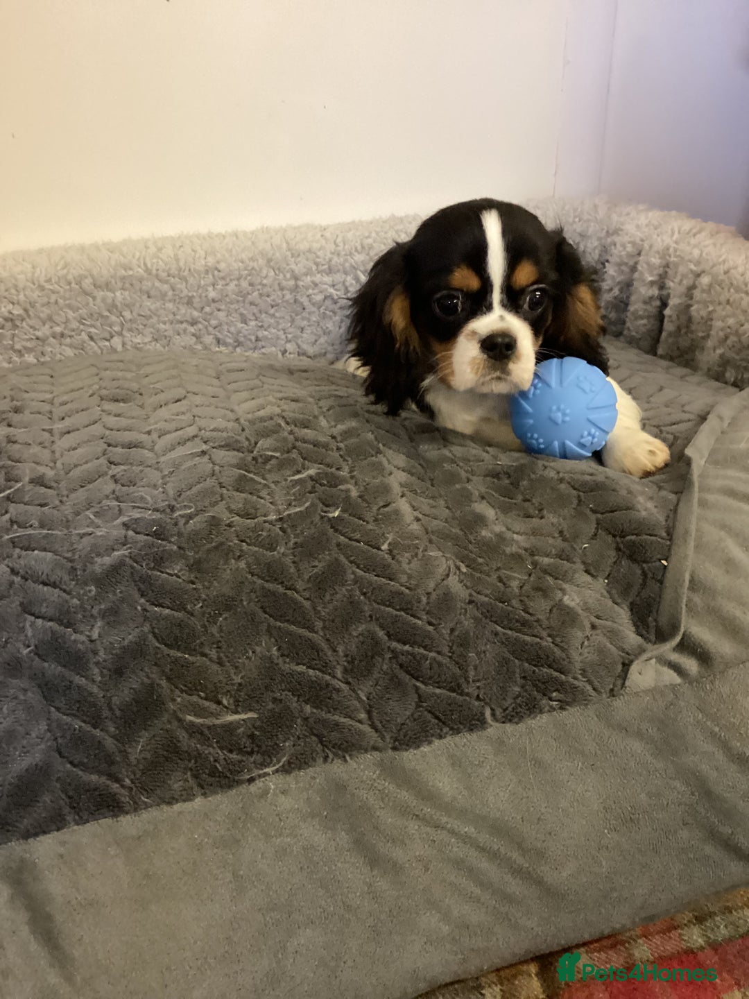 Cavalier King Charles Spaniel dogs for sale: Cavalier King Charles  - Advert 6