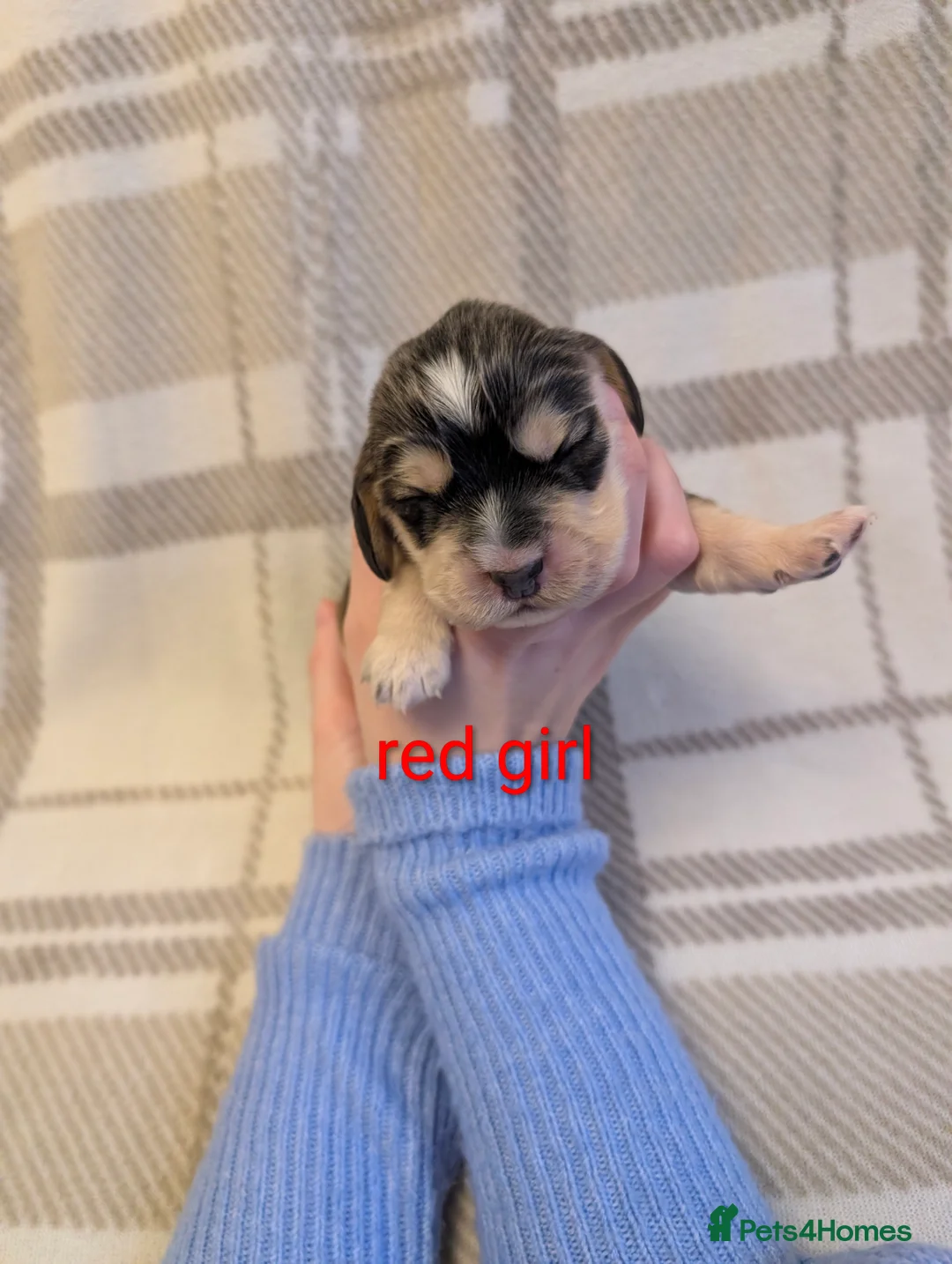 Cocker Spaniel dogs for sale: Cocker spaniel puppys! - Advert 10