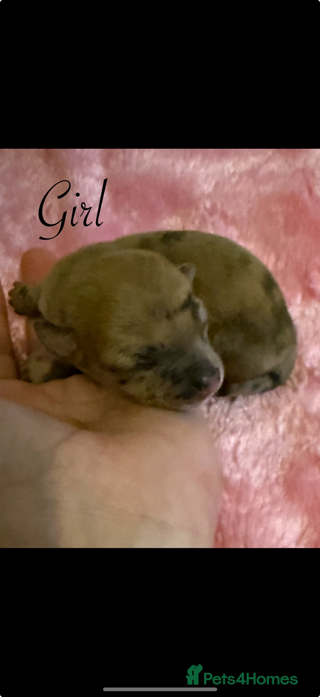 Chihuahua dogs for sale: Beautiful Chihuahua puppy’s  - Image 10