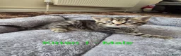 Mixed Breed cats for sale: Half British Shorthair Kittens - Advert 2