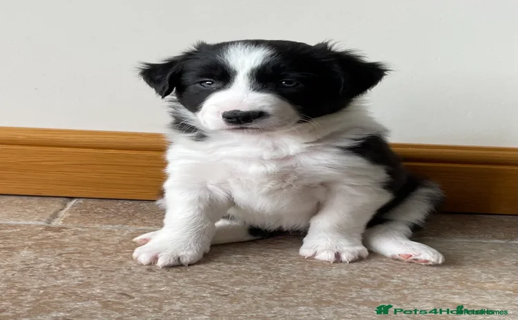 Border Collie dogs - Advert 1
