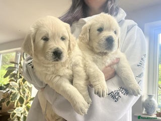Golden Retriever dogs for sale: Golden retriever puppies - Advert 1