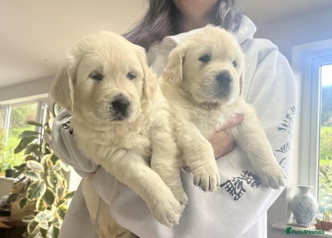 Golden Retriever dogs Golden retriever puppies - Advert 3