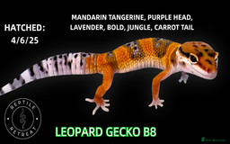 Leopard Gecko reptiles for sale: BABY LEOPARD GECKOS!! - Image 2