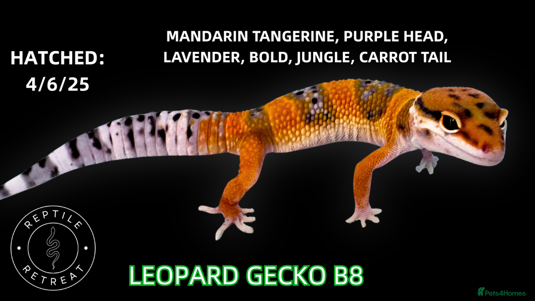 Leopard Gecko reptiles for sale: BABY LEOPARD GECKOS!! - Image 2