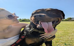 Rottweiler dogs for sale: 1 year 6 month rottweiler needs urgent rehoming - Image 11