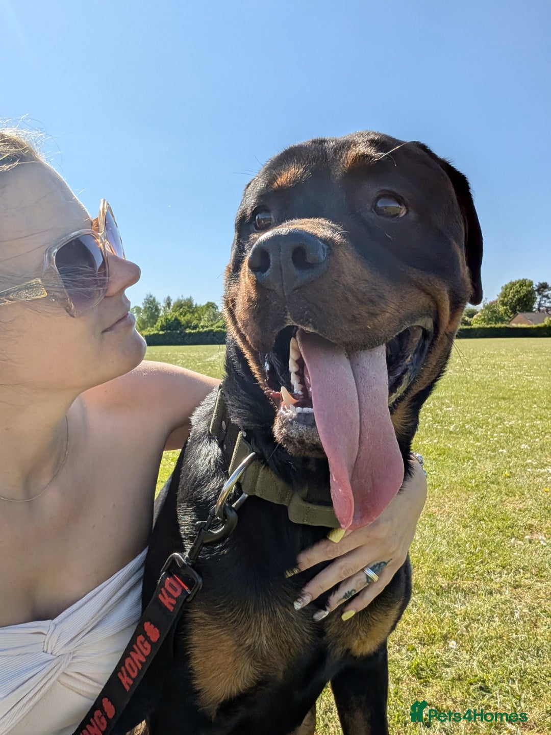 Rottweiler dogs for sale: 1 year 6 month rottweiler needs urgent rehoming - Image 11