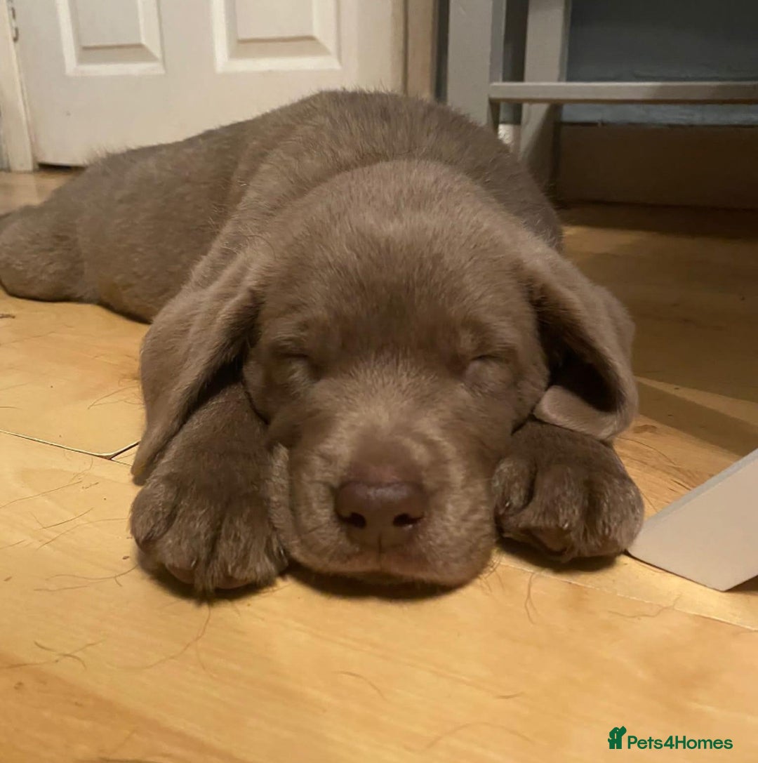 Labrador Retriever dogs for stud: Silver Labrador Stud  in Peterborough - Advert 8