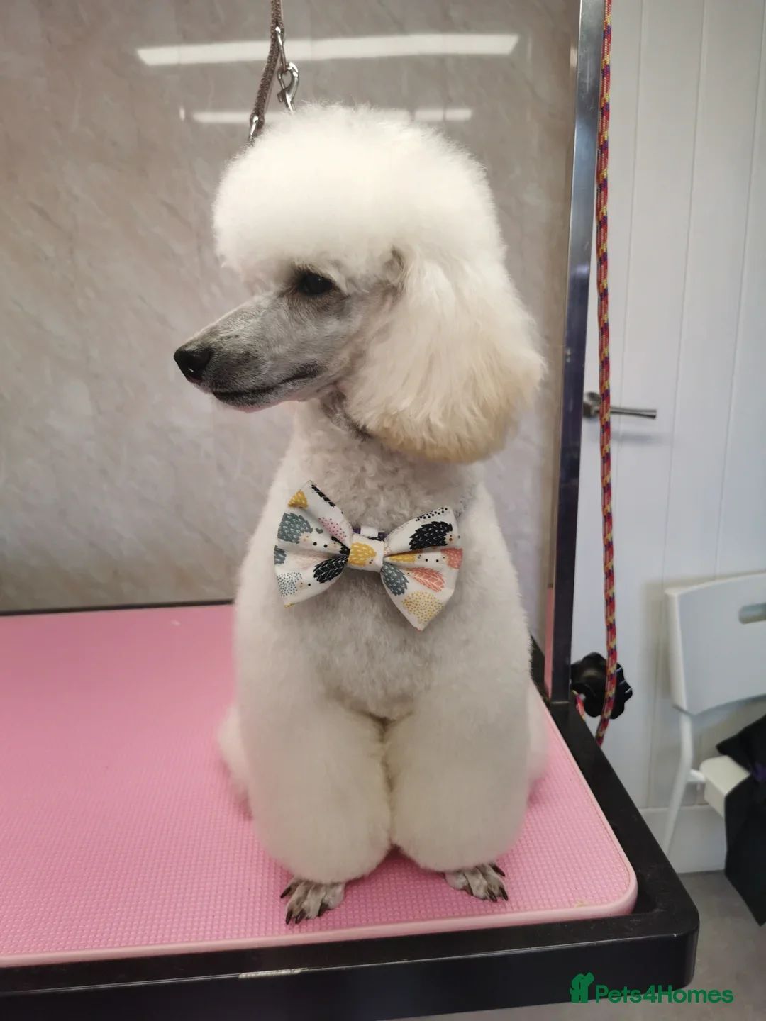 Miniature Poodle dogs for sale: Bred for temperament , health and quality. - Image 21