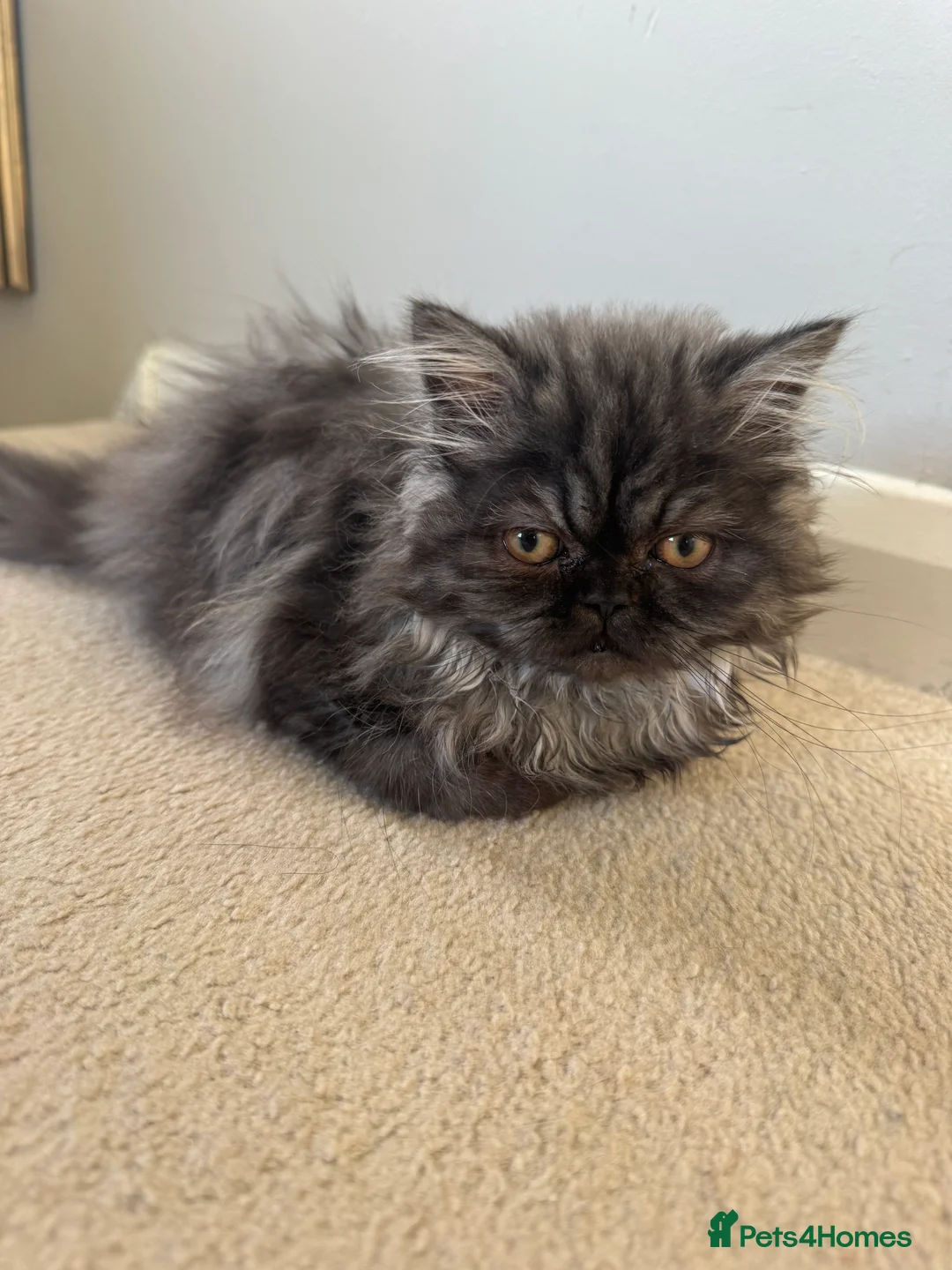 Persian cats for sale: Persian kitten  - Advert 2