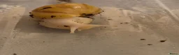 Snails invertebrates for sale: Baby Giant African land snail with temp. set up  - Advert 10