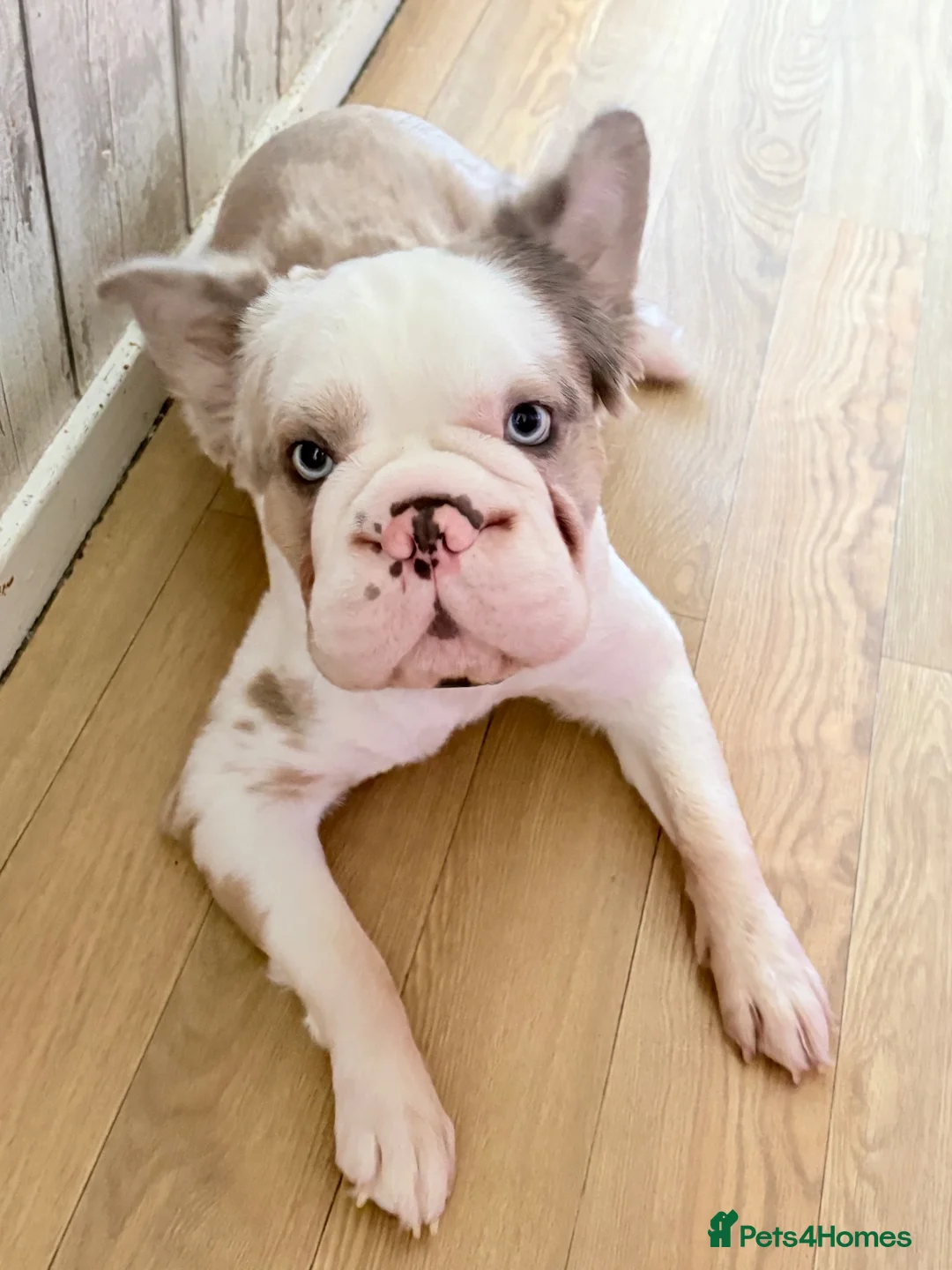 French Bulldog dogs for sale: 3 French bulldogs for sale! £2000 ONO in London - Advert 2