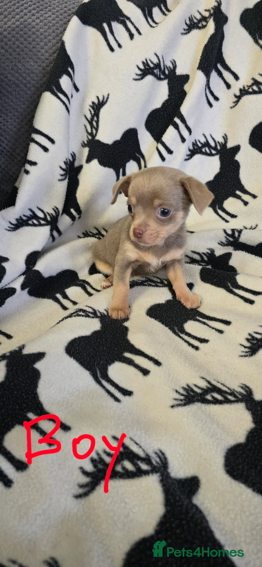 Chihuahua dogs for sale: Beautiful Chihuahua puppies  in Blackwood - Advert 18