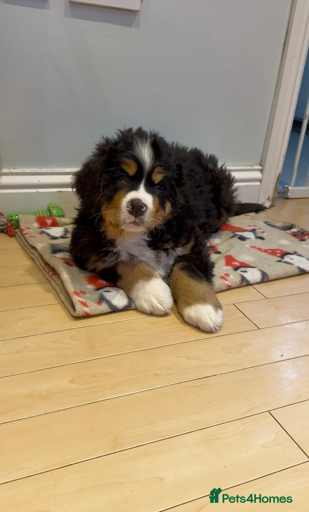 Bernese Mountain Dog dogs for sale: Lovely Bernese Mountain Male Puppy - Advert 2
