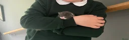 Mixed Breed cats for sale: Two lovely little girls  - Advert 9