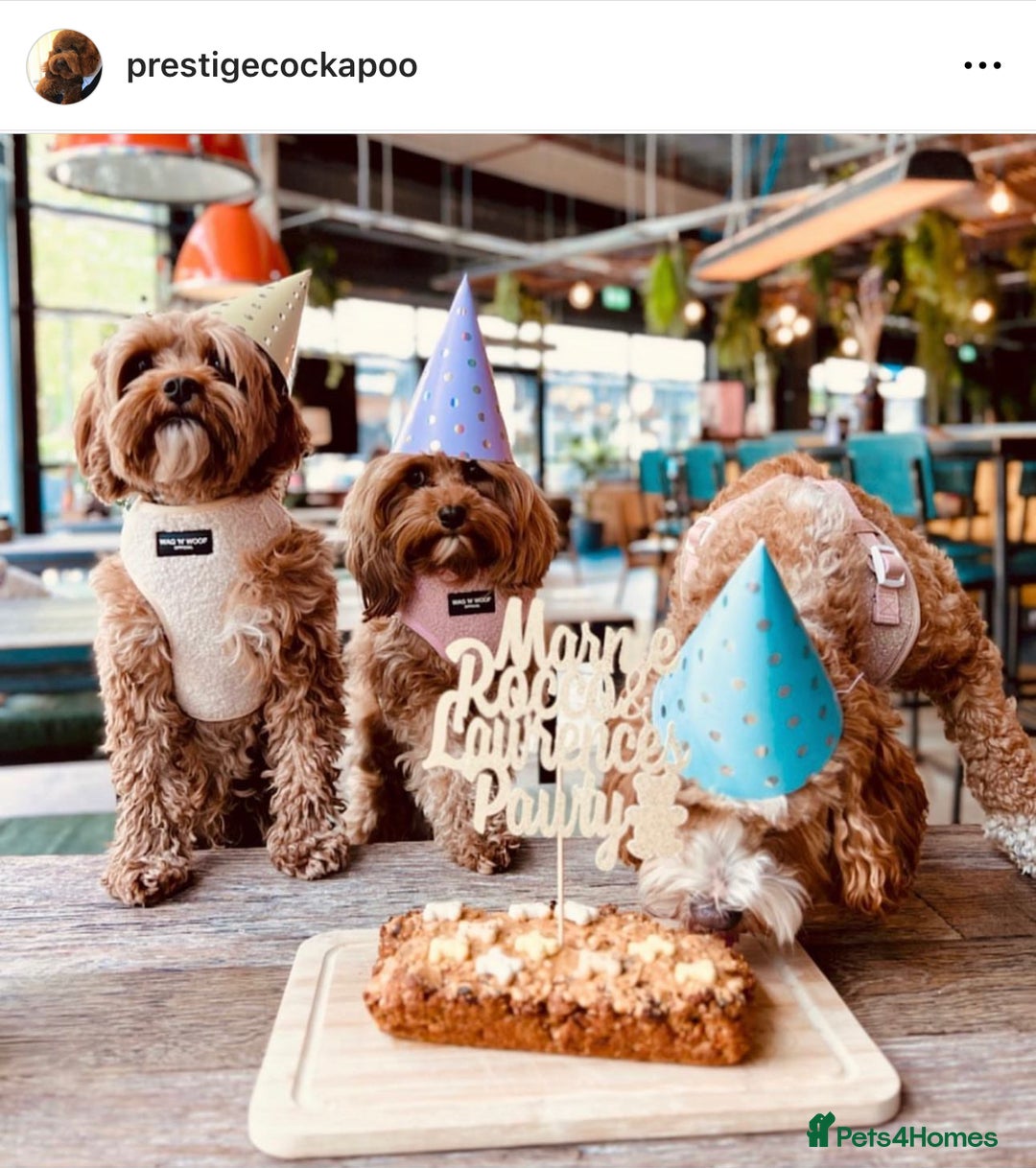 Cavapoo dogs for sale: F1b Cavapoo puppies  - Advert 11