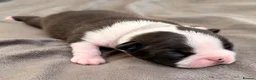 Boston Terrier dogs for sale: Bostixon KC Registered Boston Terrier Puppies - Advert 9