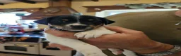 Jack Russell dogs for sale: TRADITIONAL JACK RUSSELL FROM WORKING ORGANIC FARM - Advert 4