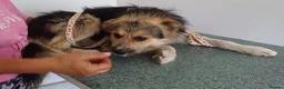 Mixed Breed dogs for adoption: BEN's Journey to Safety - Advert 4