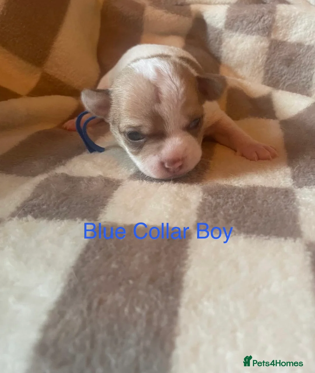 Chihuahua dogs for sale: Beautiful chihuahua puppys - Advert 8