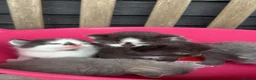Mixed Breed cats for sale: 5 Gorgeous, Super-Friendly Kittens - Advert 4
