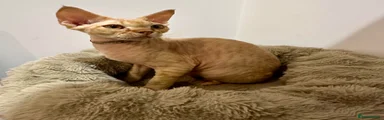 Devon Rex 4