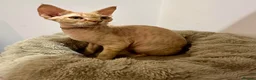 Devon Rex cats for sale: Mrs Nina K. - Advert 6