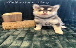 Pomsky dogs for sale: Beautiful husky marked Pomskies  - Image 17