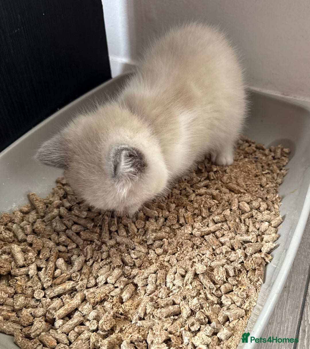 British Shorthair cats for sale: Bsh ragdoll kittens  - Advert 20