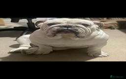 English Bulldog dogs for sale: KC registered English Bulldog Puppies  - Image 3