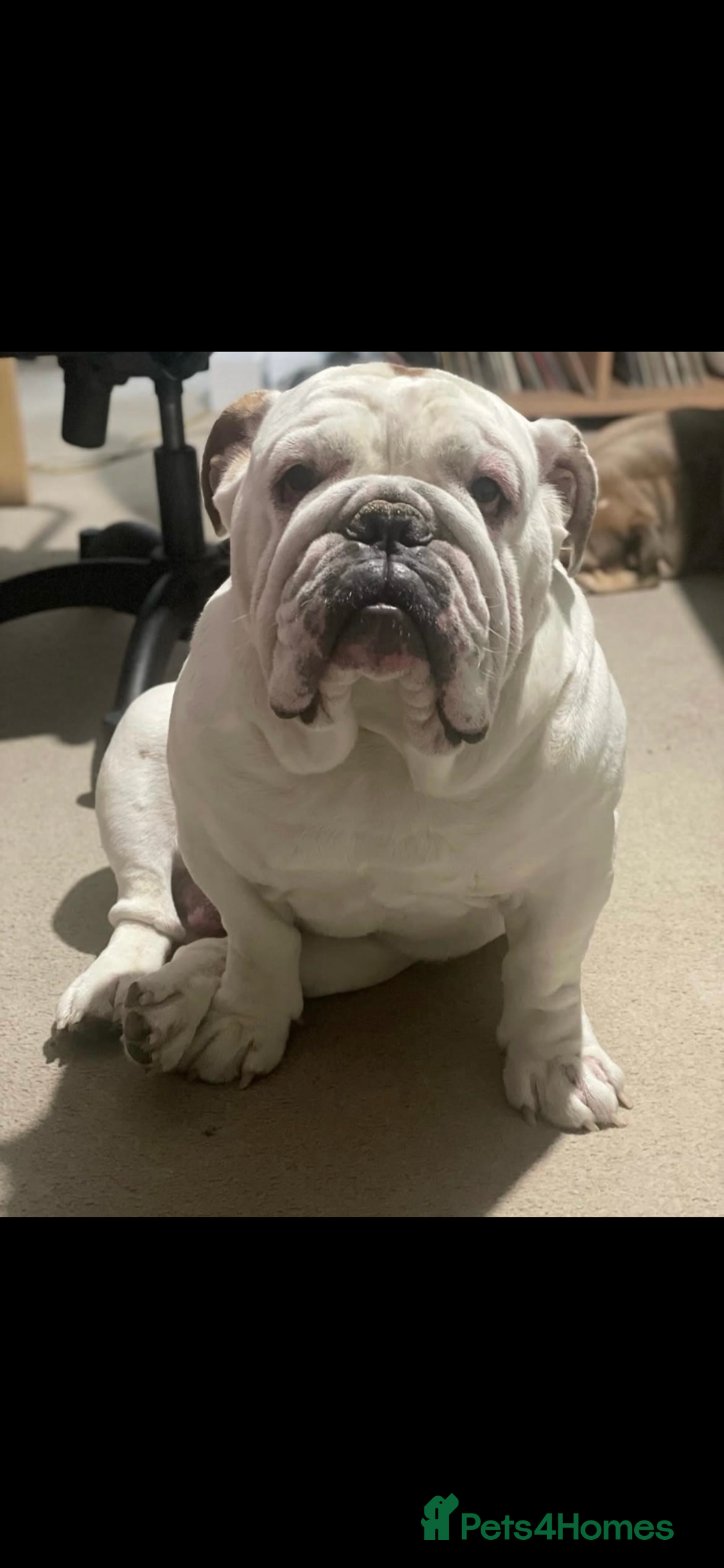 English Bulldog dogs for sale: KC registered English Bulldog Puppies  - Image 3