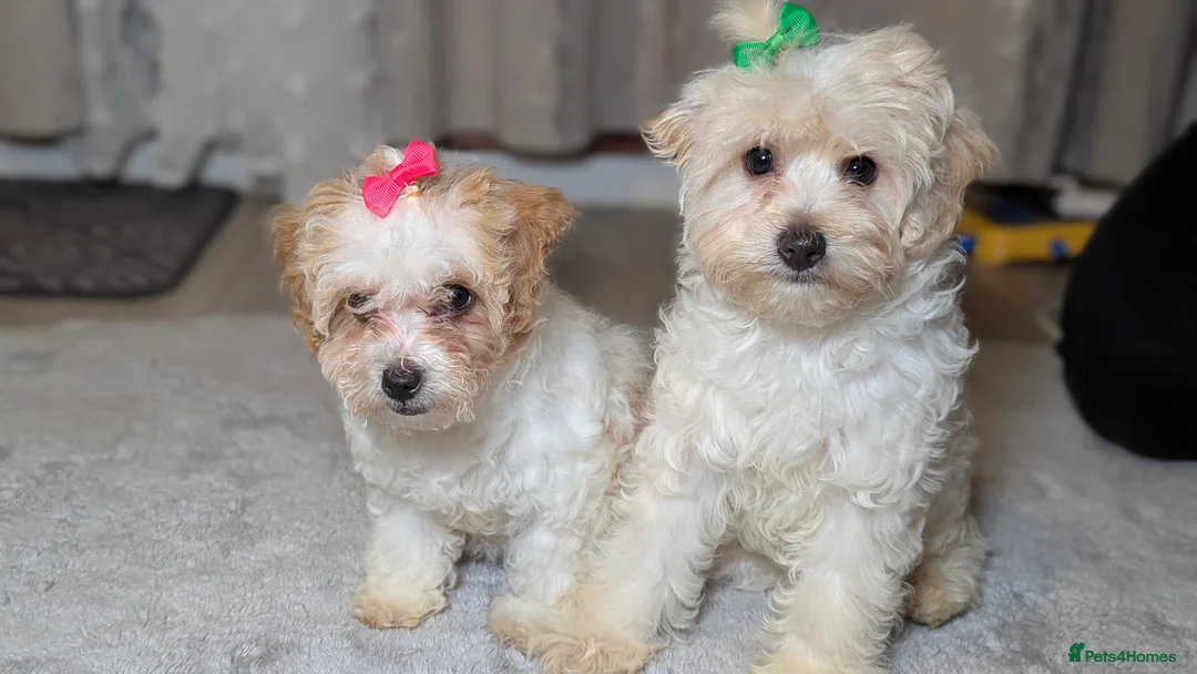 Maltipoo dogs for sale: Olivia M - Advert 4