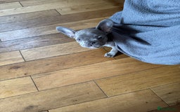 French Bulldog dogs for sale: Only 1 girl left  - Image 13