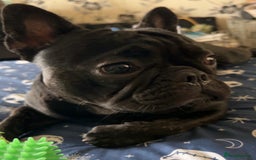 French Bulldog dogs for sale: Black male French bulldog just over 1 year old  - Image 2
