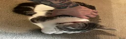 Mixed Breed cats for sale: 2 6monyh old kittens in Ayr - Advert 5