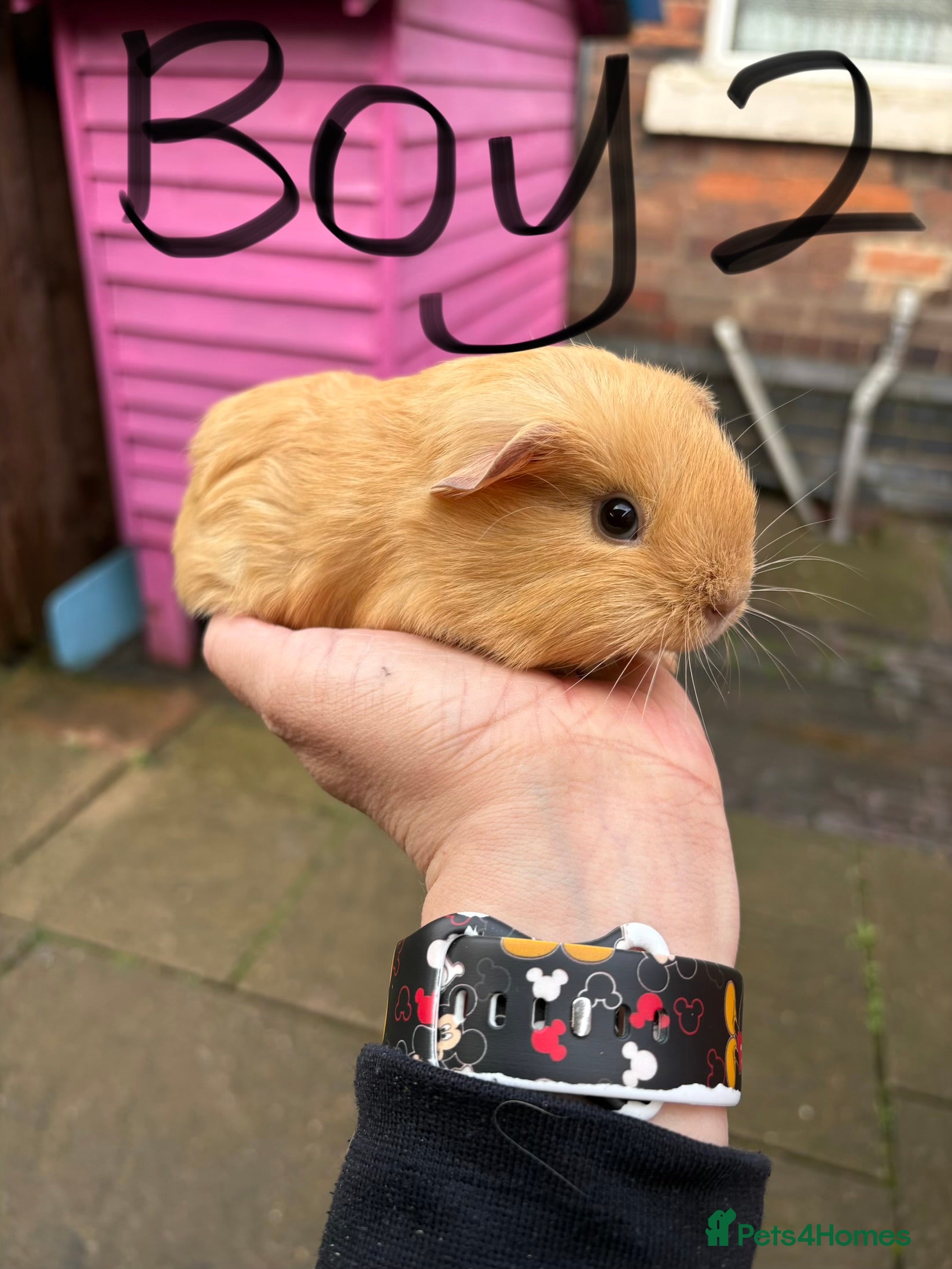 Guinea Pig rodents Male guinea pig £40  1  adult sow £40 - Advert 9