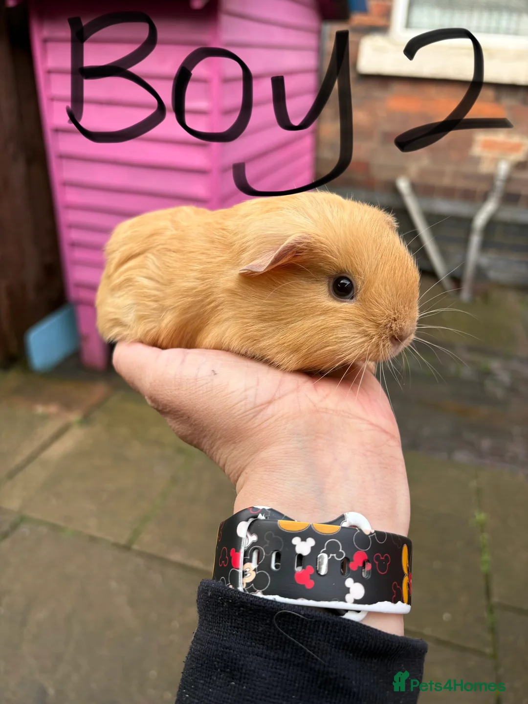 Guinea Pig rodents for sale: Male guinea pigs £40 each 1  adult sow £40  - Advert 2