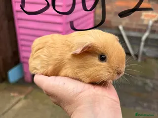 Guinea Pig rodents Male guinea pig £40 1 adult sow £40 - Advert 9